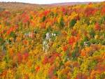 The leaves, they are a changin'