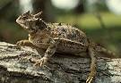 Texas Horned Lizard (Phrynosoma cornutum)