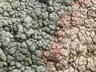 Lichen (Pertusaria pertusa) with fungal parasite - via Daymix