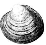 Quahogs on Prince Edward Island