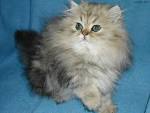 Photo de Chat (format fond d ecran de chat gratuit)