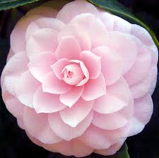 Flower Camellia