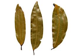 Bay leaf