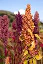 Steering clear of refined grains — How to eat more whole grains ...