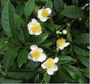Tea Plant (Camellia sinensis) - Buy it Now!