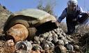 WikiLeaks cables: Secret deal let Americans sidestep cluster bomb ...