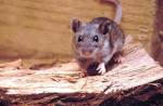 <b>Hantavirus</b> in South Dakota
