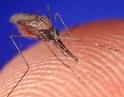 HowStuffWorks "How Mosquitoes Work"