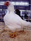 Cornish Bantams