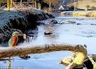 Pictured: Stunning images of kingfishers in action | Mail Online