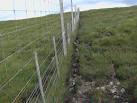 The animal in this case is the red deer which has worn the narrow black path - via Daymix