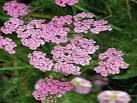 Yarrow - a very useful herb. Yarrow (Achillea millefolium) is a very hardy - via Daymix