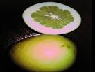 Forum: Looking For The Key Lime (Citrus Aurantifolia)