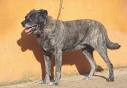 Fotos de Majorero - Fotografias del Perro Bardino, Ganado Majorero ...