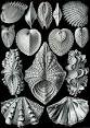 Bivalvia - Wikipedia, the free encyclopedia