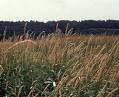 Non-native Invasive Freshwater Plants - REED Canarygrass (Phalaris.