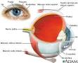 Imagen del ojo: esquema_ojo