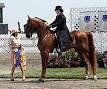 American Saddlebred - Wikipedia, the free encyclopedia
