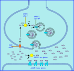 <b>Acetylcholine</b>
