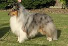 Blue Merle › 2.0: The Blogmocracy