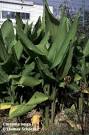 Turmeric (Curcuma longa) Pictures