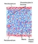 Exercise 7: Cartilage