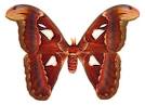 Atlas moth   Insects Reference Library   redOrbit