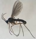Fungus Gnats