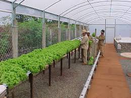 hidroponia, agricultor, estufa