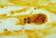 <b>Leptospirosis</b> - Wikipedia