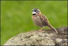 Rufous-collared Sparrow Page