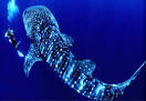 whale shark tour cancun price