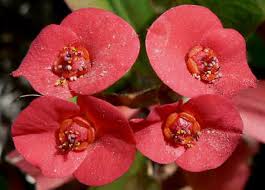crown of flower