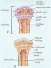 Cartilage Growth Beyond <b>Epiphyseal</b> Plates, A Theory On How