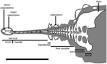 Ankylosauridae - Wikipedia, the free encyclopedia