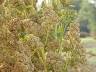 Quinoa-Chenopodium-150.jpg