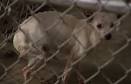 Animal Shelter Employees Abandon Pets, Leave Them Starving And Dead