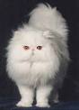 Persian   Pet Names Dog and Cat Breeds Training Maltese Poodle