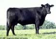 http://www.ansi.okstate.edu/breeds/cattle/angus/images/angus-web-1.jpg