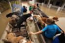 Activists Dive In to Help Dogs Abandoned in Floods - Southeast ...