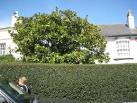 Magnolia grandiflora in a Fore - via Daymix