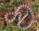 Snakes of New York
