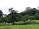 ST7715 : Dairy cattle near Hinton St Mary. near to Hinton st Mary, Dorset, - via Daymix