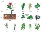 plant - Definition and pronunciation | Oxford Advanced Learners ...