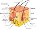 <b>dermis</b>
