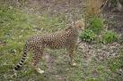 Cheetah, Chester Zoo - via Daymix