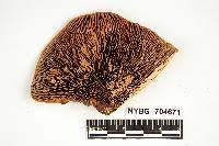 Image result for Microporus lenziteus