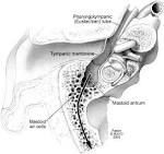 Progressive Calvarial and Upper Cervical Pneumatization Associated ... 