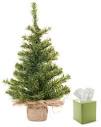 Evergreens and allergies
