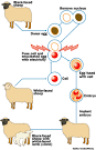 HowStuffWorks "How Cloning Works"